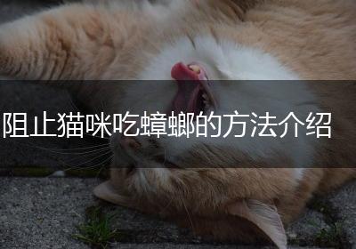 阻止猫咪吃蟑螂的方法介绍