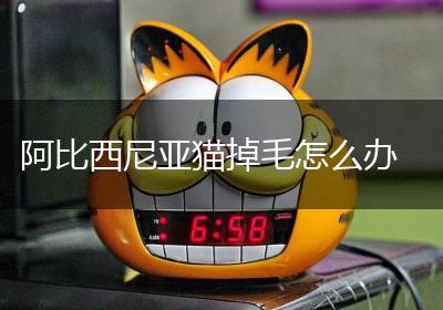 阿比西尼亚猫掉毛怎么办