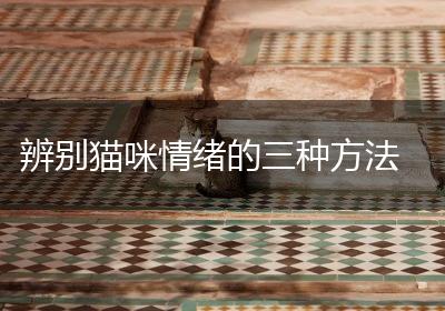 辨别猫咪情绪的三种方法