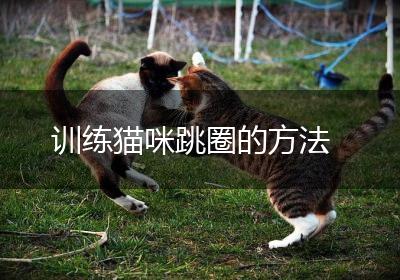 训练猫咪跳圈的方法