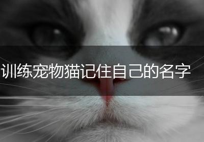 训练宠物猫记住自己的名字