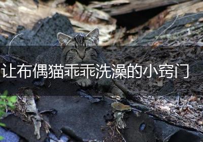 让布偶猫乖乖洗澡的小窍门