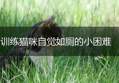 训练猫咪自觉如厕的小困难