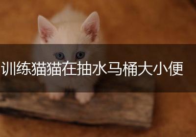 训练猫猫在抽水马桶大小便