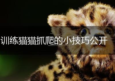 训练猫猫抓爬的小技巧公开