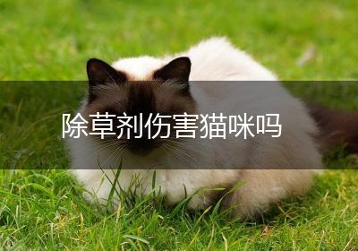 除草剂伤害猫咪吗
