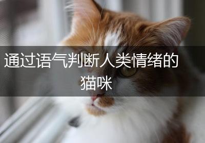 通过语气判断人类情绪的猫咪