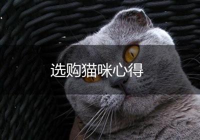 选购猫咪心得