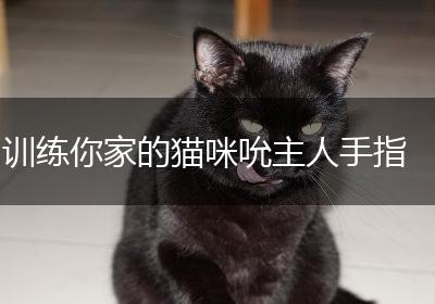 训练你家的猫咪吮主人手指