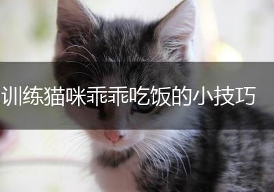 训练猫咪乖乖吃饭的小技巧