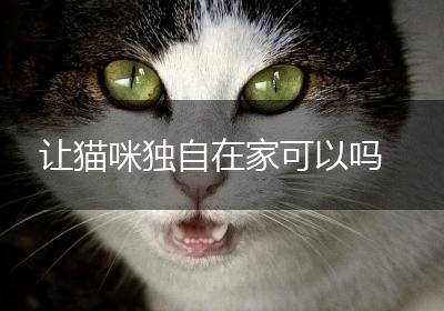 让猫咪独自在家可以吗