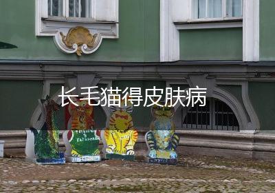 长毛猫得皮肤病