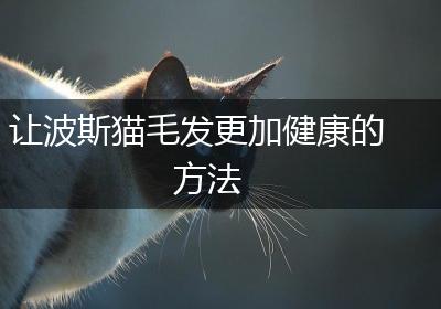 让波斯猫毛发更加健康的方法