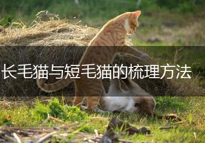 长毛猫与短毛猫的梳理方法