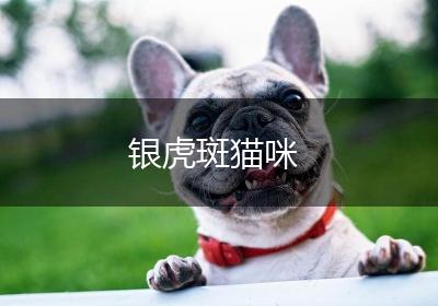 银虎斑猫咪