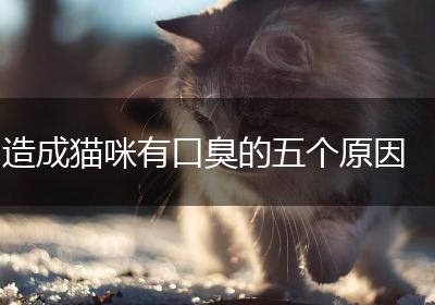 造成猫咪有口臭的五个原因