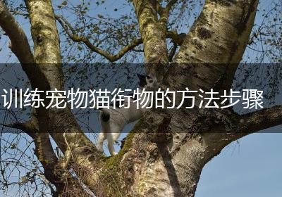 训练宠物猫衔物的方法步骤