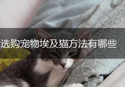 选购宠物埃及猫方法有哪些