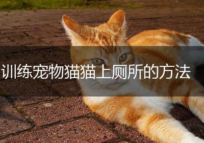 训练宠物猫猫上厕所的方法