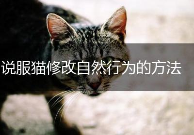 说服猫修改自然行为的方法
