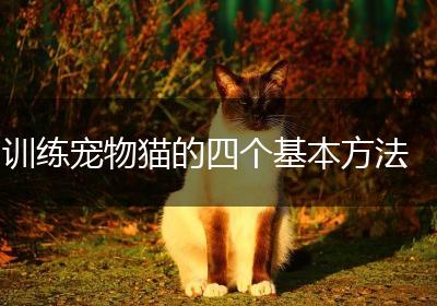 训练宠物猫的四个基本方法