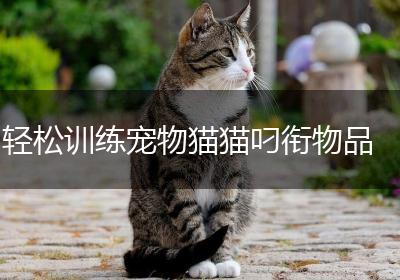轻松训练宠物猫猫叼衔物品