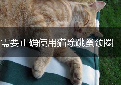 需要正确使用猫除跳蚤颈圈