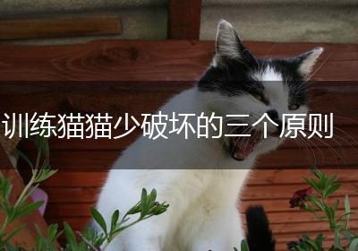 训练猫猫少破坏的三个原则