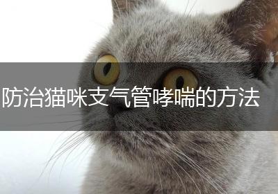 防治猫咪支气管哮喘的方法