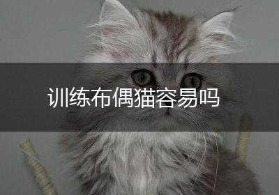 训练布偶猫容易吗