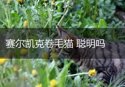 赛尔凯克卷毛猫 聪明吗