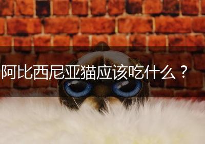 阿比西尼亚猫应该吃什么？
