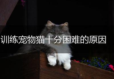训练宠物猫十分困难的原因
