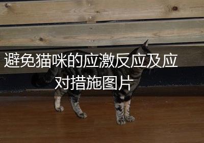 避免猫咪的应激反应及应对措施图片