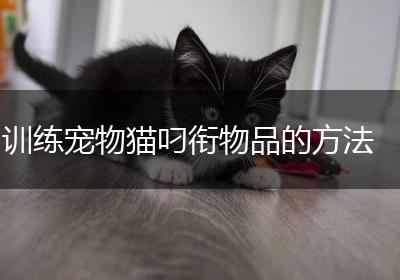 训练宠物猫叼衔物品的方法