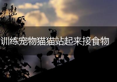训练宠物猫猫站起来接食物