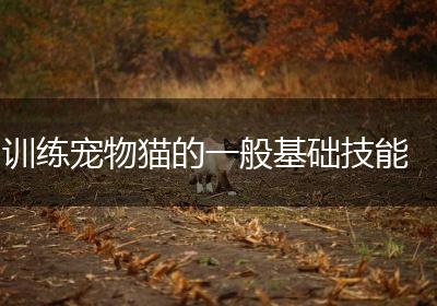 训练宠物猫的一般基础技能