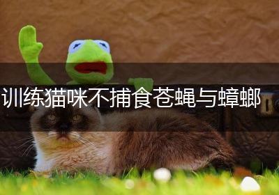 训练猫咪不捕食苍蝇与蟑螂