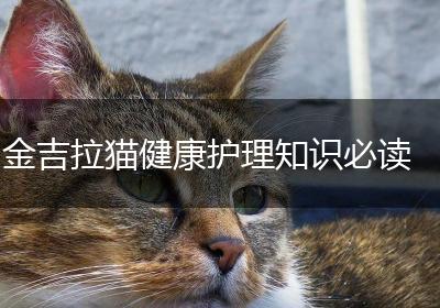 金吉拉猫健康护理知识必读