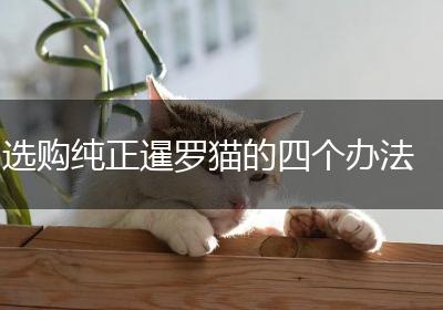 选购纯正暹罗猫的四个办法