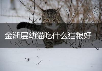 金渐层幼猫吃什么猫粮好