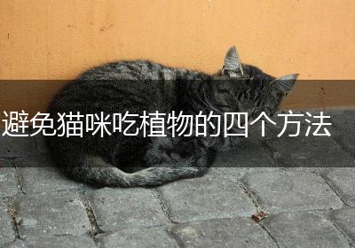 避免猫咪吃植物的四个方法