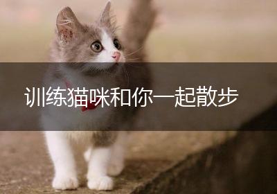 训练猫咪和你一起散步