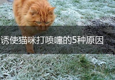 诱使猫咪打喷嚏的5种原因