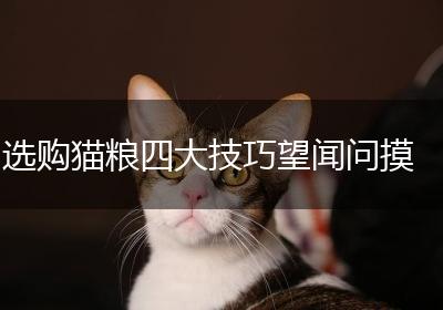 选购猫粮四大技巧望闻问摸