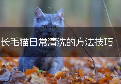 长毛猫日常清洗的方法技巧