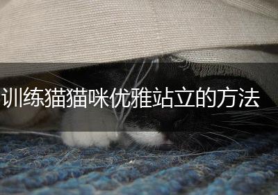 训练猫猫咪优雅站立的方法