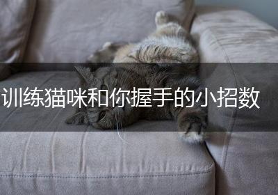 训练猫咪和你握手的小招数
