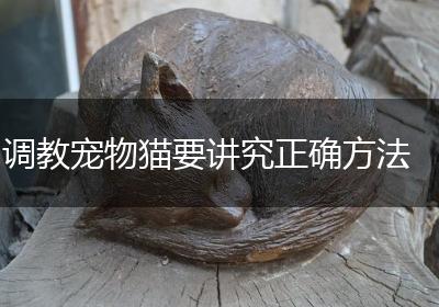 调教宠物猫要讲究正确方法