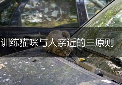 训练猫咪与人亲近的三原则